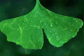 【十二小时超长音乐】命运不会厚待谁，悲喜也不会单为你准备视频封面