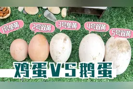 迷你厨房：双黄蛋切开有猪肉，鸡蛋和鹅蛋PK谁更容易做蛋满灌？