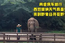 肖睿房车旅行大象是我最喜欢的动物来到了野象谷寻觅野生亚洲象视频封面