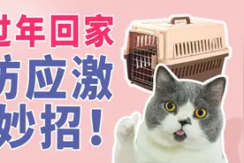 带猫回家防应激妙招-航空箱脱敏训练视频封面