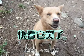 流浪狗后腿骨折治愈后带回农村老家，结果成了村子里最亮的仔。视频封面