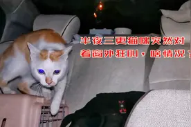 自驾在野外露营，半夜三更猫咪突然对窗外狂叫，啥情况？视频封面