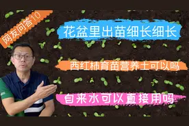 网友问答10：育苗什么时候去除塑料膜 ？浇水可以用自来水吗？视频封面