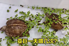 亚巨龟日记04：亚巨龟苗一天喂多少次，喂肉会出现哪些问题？视频封面
