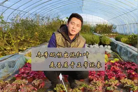 是什么原因导致矾根冬季叶片发红，又是否属于正常现象呢？视频封面