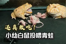 小幼白鼠投喂青蛙，还真敢吃！
