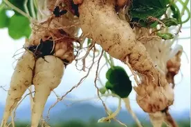 这种野生小萝卜为啥能卖50元一斤？农村人还把它当杂草铲了扔掉！视频封面