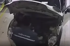 江苏一宝马车引擎盖下惊现3斤大老鼠，修车师傅当场吓破音