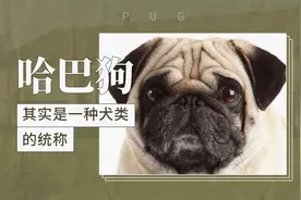 哈巴狗——其实是一种犬类的统称视频封面
