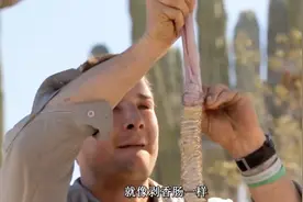 荒野生存：身含剧毒的响尾蛇就这样被贝爷吃了，我不要面子的吗