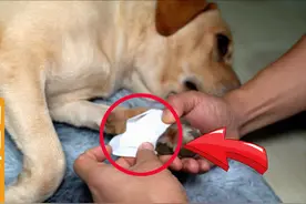 狗狗身上有伤口怎么办？只需3块钱的药膏就能治好！