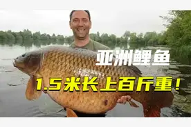 美国最强入侵物种，1.5米长上百斤重的鲤鱼！无人敢吃！视频封面