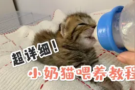 超详细小奶猫喂养经验总结！冲吧奶猫人！视频封面