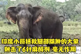 印度小哥拯救腿部脓肿的大象，但射击了6针麻醉剂，大象依然坚挺视频封面