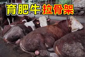育肥牛如何拉骨架？新手养牛教学第三期，配料很重要干货满满视频封面