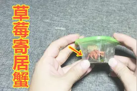 开箱1只“草莓寄居蟹”，如果没有这个壳，真的像煮熟的小龙虾视频封面