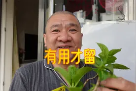 绣球小苗老枝顶芽消失，要不要剪掉？关键要判断它有没有用！视频封面