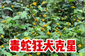 毒蛇狂犬克星金纽扣也叫天文草，作用厉害了，遇到摘回家视频封面