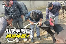 奶牛肚子肿胀，印度小伙拿来胶管塞进胃里，耐心救治视频封面