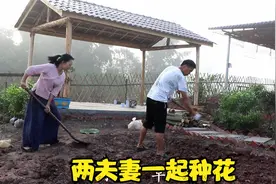 两夫妻一起给农家小院种上各种花草，配上拱门真是漂亮极了视频封面