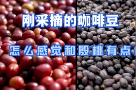 一粒咖啡豆的诞生，看完加工生产过程，终于知道它是怎么来的了。视频封面