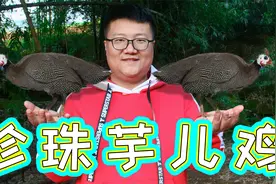 珍珠鸡这样做太爽了，秘制芋儿珍珠鸡，肉质紧实有嚼劲，真解馋视频封面