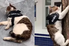 出生就有编制！成都黄瓦派出所有只警猫，来看下它的“工作”日常视频封面