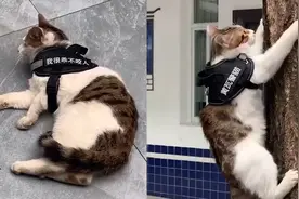 出生就有编制！成都黄瓦派出所有只警猫，来看下它的“工作”日常视频封面