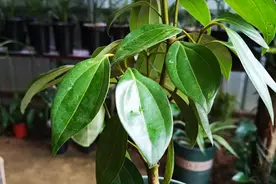平安树叶片下垂萎蔫？4个原因一解决，叶片油绿挺拔视频封面