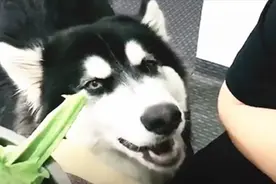 当铲屎官用各种手段骗狗时，狗狗的反应：你的良心不会痛吗