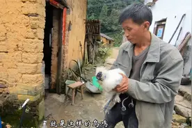 第一次杀乌鸡，充满了好奇，乌鸡是什么样的？视频封面