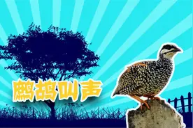 鹧鸪叫声：中华鹧鸪的叫声！叫声特别，撕心裂肺！