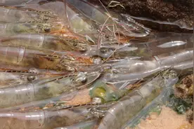 养殖场排水口大捡漏，成片海虾被排出，妹子捡了大爆桶，真过瘾视频封面