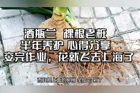 酒瓶兰裸根老桩，半年养护心得分享，交完作业，花就飞去上海了视频封面