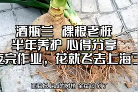 酒瓶兰裸根老桩，半年养护心得分享，交完作业，花就飞去上海了视频封面