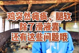 鸡突然瘫痪、腿软、除了滑液囊支原体还有这些问题哦！视频封面