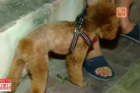 南宁：动真格 整治违法养犬和噪音污染视频封面