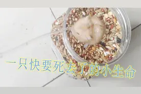 仓鼠买回来4天不吃不喝 快要死了视频封面