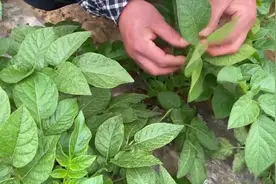 亩产值高达10000多元！土豆变“金蛋”，村民年收入比原来翻几倍视频封面