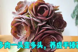 多肉一头变多头的好时间来临，跟着做，养成手捧花视频封面