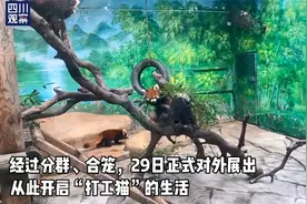 12只红熊猫开启打工猫生活视频封面
