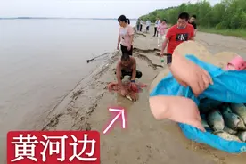 实拍郑州黄河边的捕鱼人，抓了好多野生黄河鱼，口水都留出来了