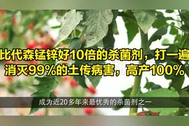比代森锰锌好10倍的杀菌剂，打一遍消灭99%的土传病害，高产100%