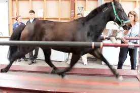 马最快的速度能跑多快？老外把马放在跑步机上测试，结果让人意外