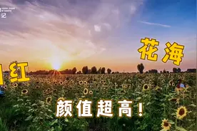 西安网红向日葵花海，夕阳下的美景太治愈了！免费开放，值得一去视频封面