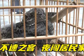 “不速之客”闯入居民家 到底是什么鸟？视频封面