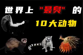 世上10大最臭的动物，你知道 3米之内臭到失明是种什么体验吗？