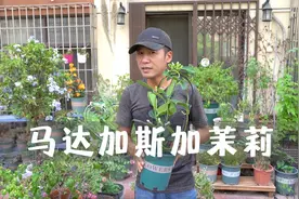 会爬藤的茉莉花，花量大有香味，老外还经常拿来做新娘手捧花视频封面