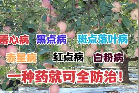 苹果霉心病黑点病白粉病赤星病斑点落叶病用一种药就用可以全防治视频封面