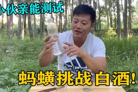 蚂蟥放到白酒里是什么反应？小伙亲能测试，测试结果真是意想不到